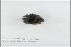 Pinus roxburghii